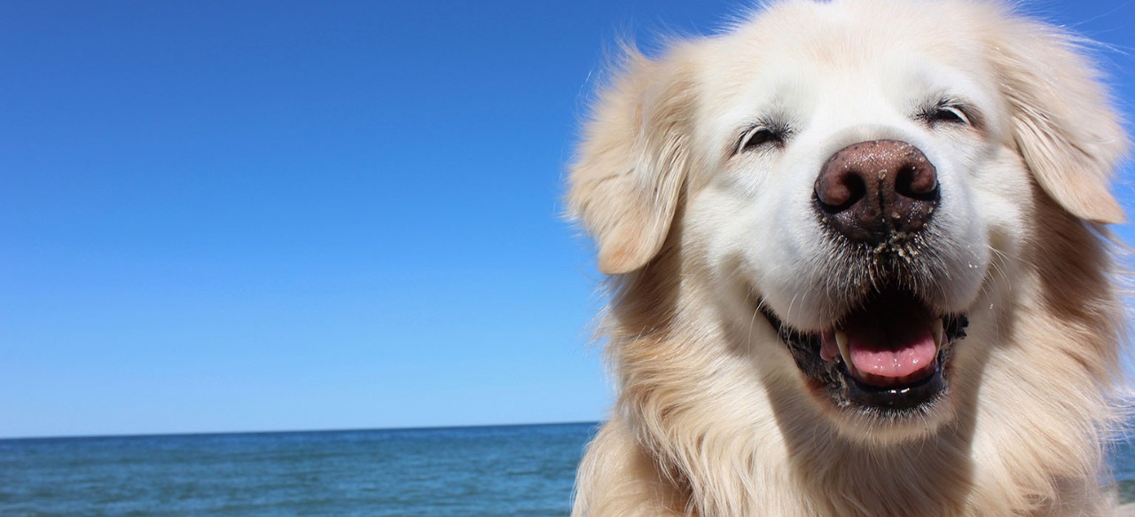 Smiling golden retriever on the beach